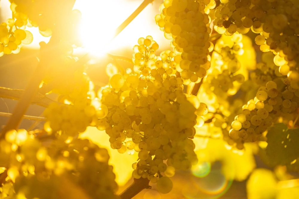 the Coast’s Best Winemakers