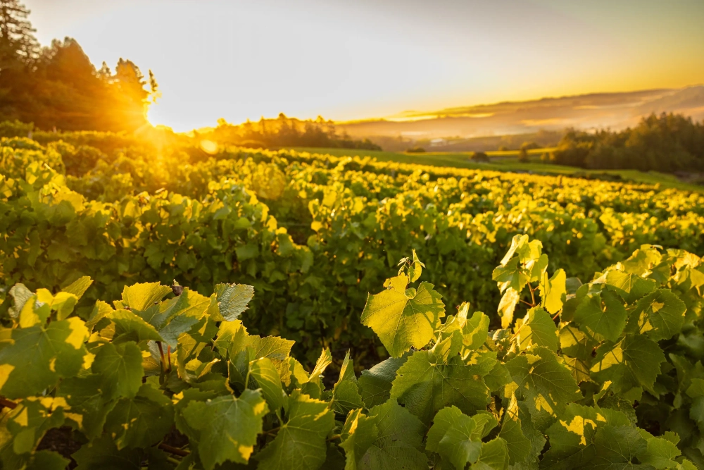 Coastal Vineyard